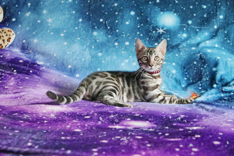 Stunning Silver Rosetted Male Bengal Kitten
