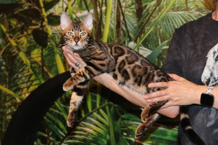Rosetted Bengal kitten at JungleBeauty Bengals