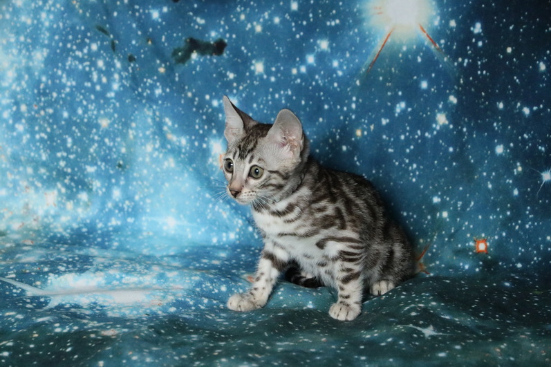 One of the best Bengal Kittens